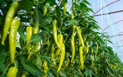 பச்சை மிளகாய் தினமும் சாப்பிட்டால் ஏற்படும் நன்மைகள்