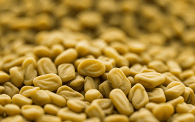 வெந்தயம் – நன்மைகள் மற்றும் மருத்துவ குணங்கள்