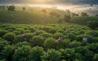 Cardamom Farming: Cultivation, Harvesting, and Processing Methods