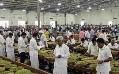 The Role of Technology in Modern Cardamom Auctions