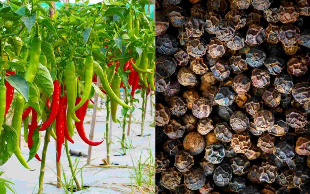 Difference and uses: Black Pepper vs Chili