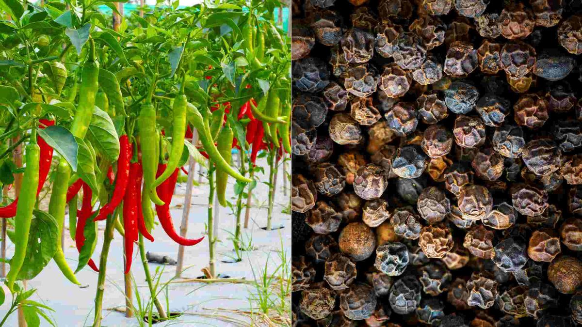 black pepper and chilli