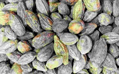 Inknut in Indian Pickles: A Secret Ingredient that is Hidden